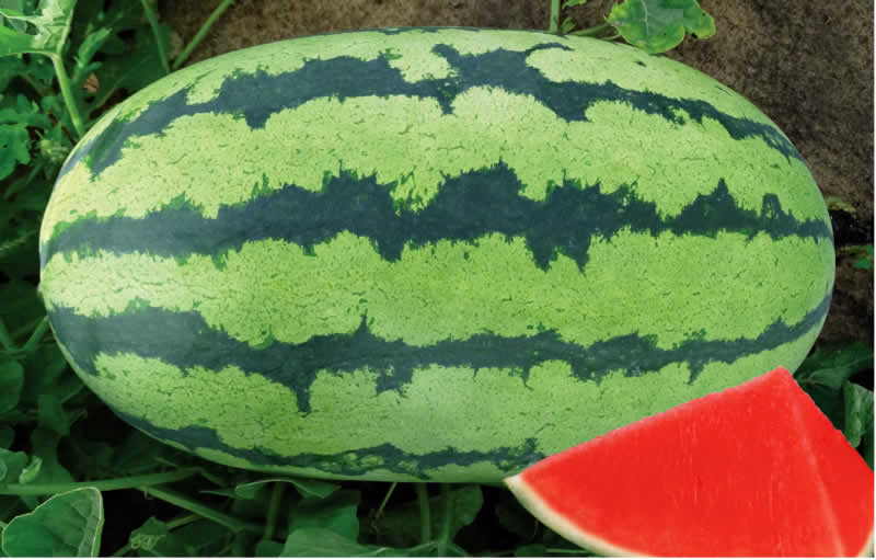 青農(nóng)六號(hào)