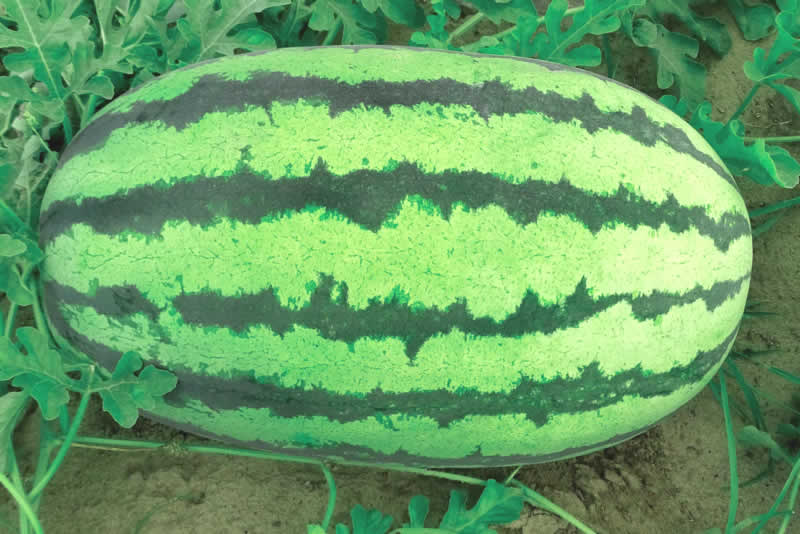 青農(nóng)八號(hào)